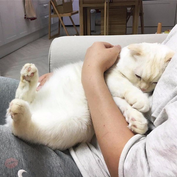 Момент, когда котик пришёл к тебе мурчать, бесценен 