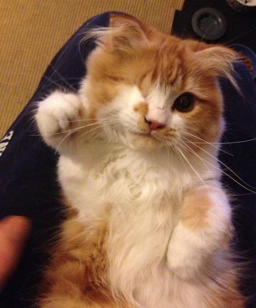 Котейка, родившийся без одного глаза, но от этого ни чуть не менее милый :3
