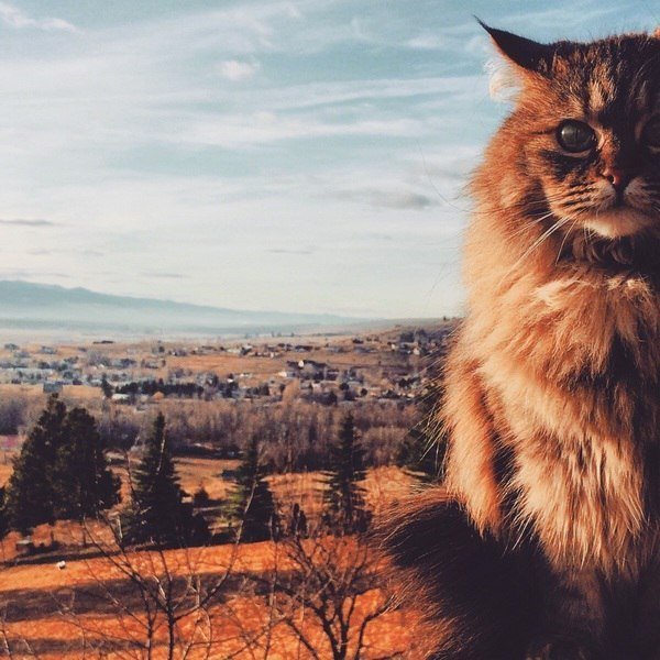 Пейзажный кот