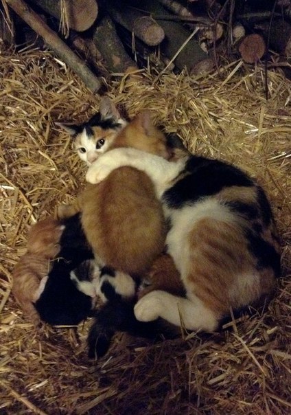 Кошка родила шестерых котят прошлой ночью. В то же время, она приняла еще 10-недельного котенка, который нуждался в материнской любви.