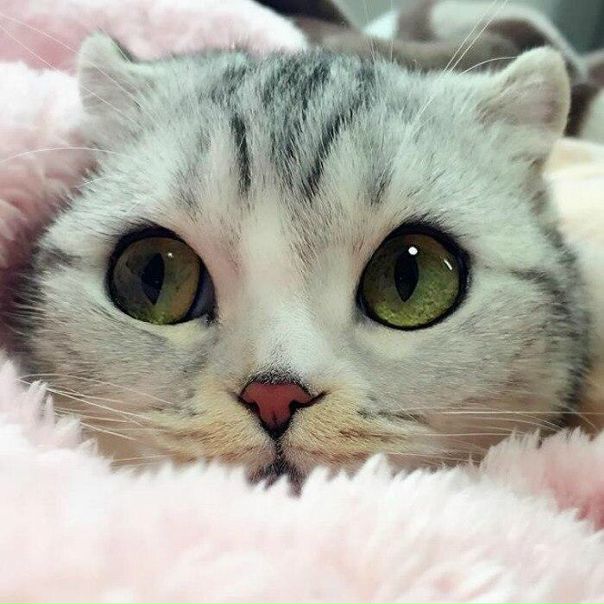 Это Хана — кошка из Японии, которая штурмом захватила Instagram.