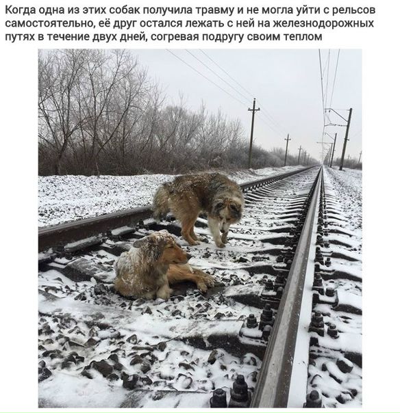 Пёс не бросил свою раненую подругу на железных путях и двое суток лежал рядом с ней, рискуя жизнью.