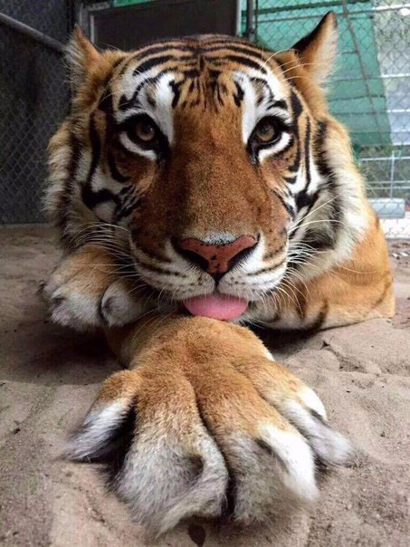 Фотогеничная кошечка