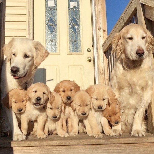 Большая дружная семья