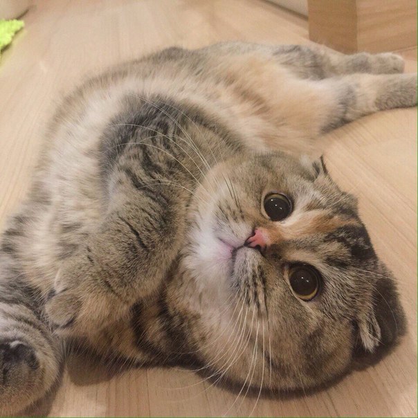 Милая пушинка)