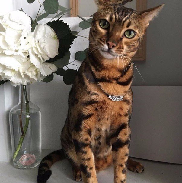 Симпатичный котик 