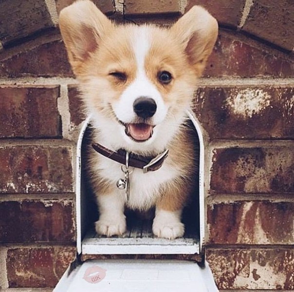 Обаятельный пёсик 