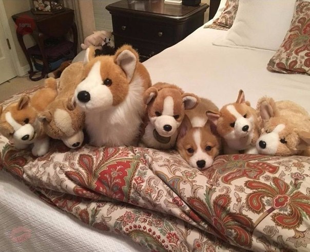 Если нашли живую собаку, дайте знать 