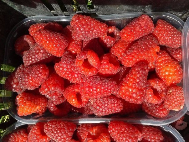 Любите малину