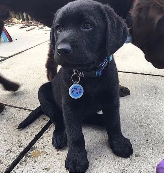 Милый песик)