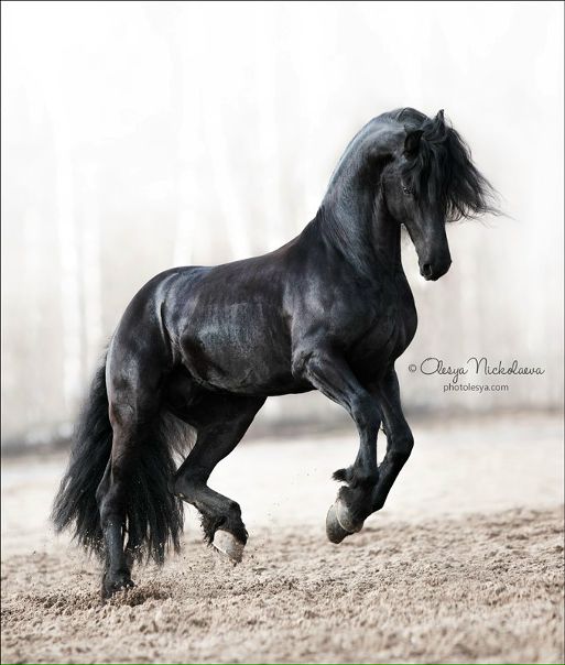 Дорогие друзья, приглашаем Вас вступить в нашу группу Fairytale Horse . У нас Вы окунетесь в мир красоты и грации. У Вас есть уникальная возможность побывать в сказке и провести время с восхитительными и неповторимыми созданиями природы – лошадьми. 