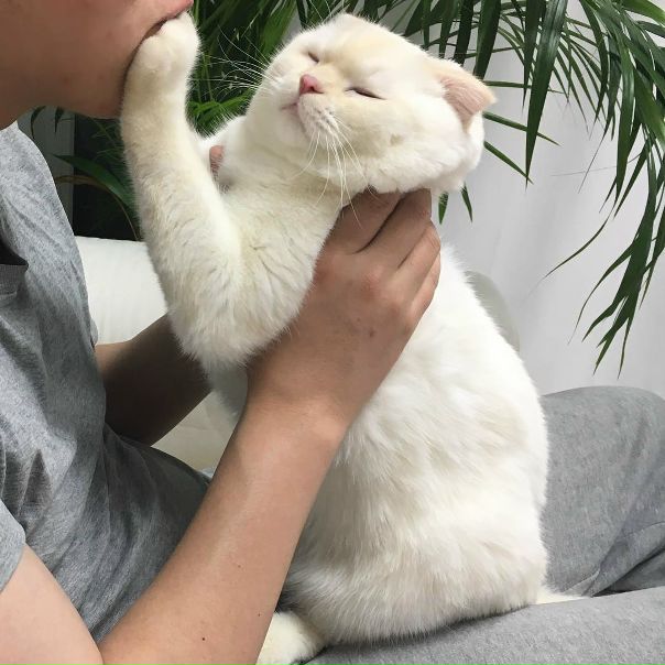 Кота заводят, чтобы кот 