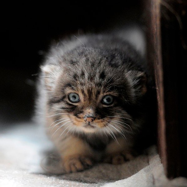 Детеныш манула