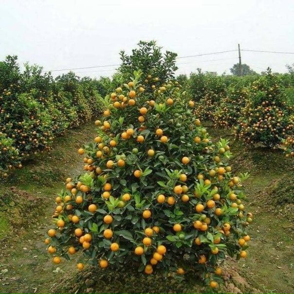 Ёлочки по-грузински