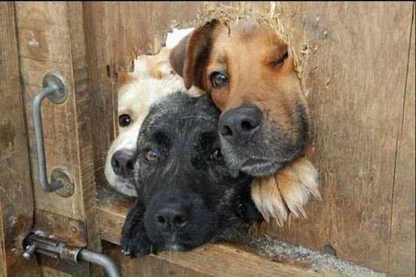 Новый год стучится в дверь...