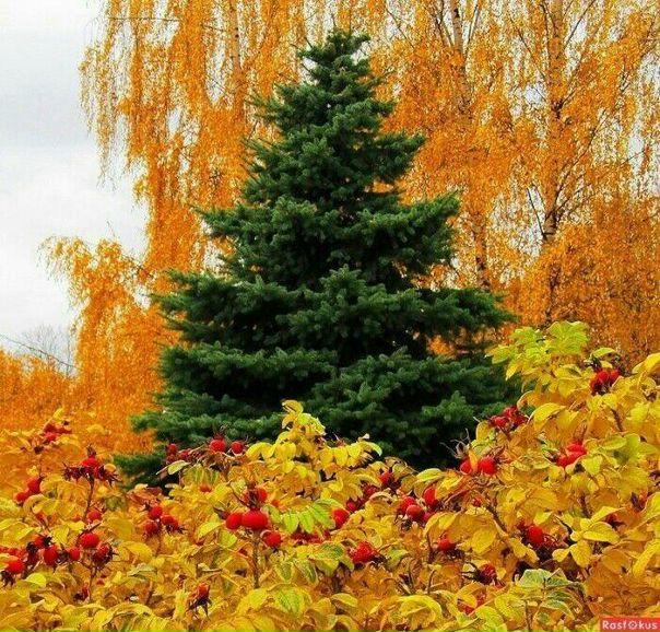 Красота природы