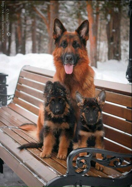 Символ года с детьми...)