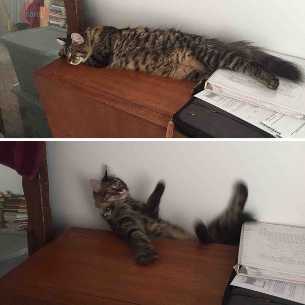 Попытался сфотографировать спящего кота, но напугал его