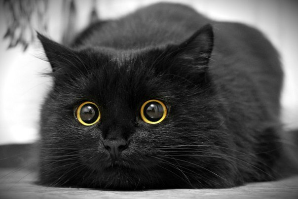 Не верьте плохим приметам. Черные кошки приносят счастье.