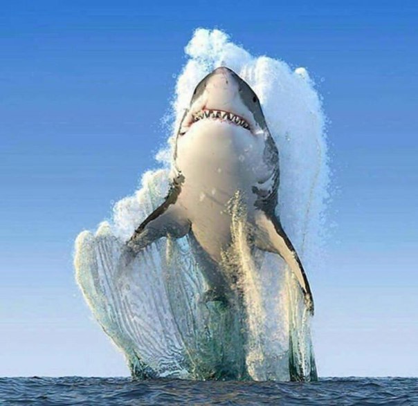 Снимок года от National Geographic