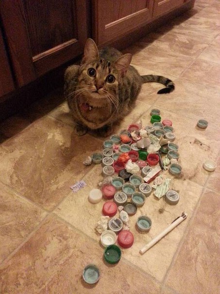Нашёл одну из нычек кота. Кот недоволен.