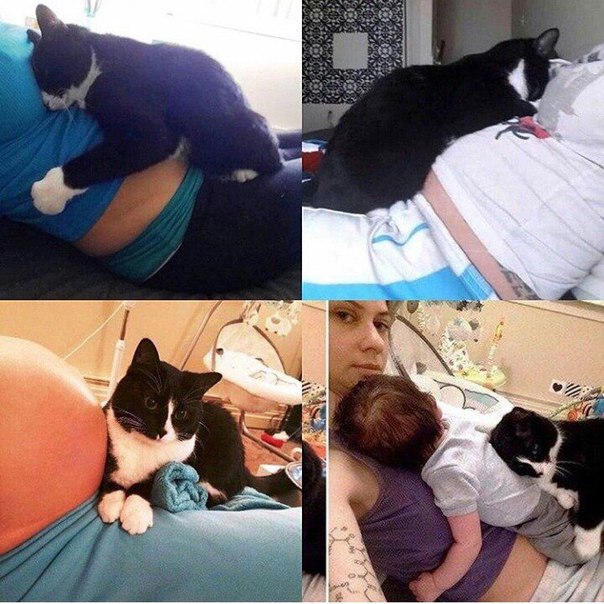 Преданный кот