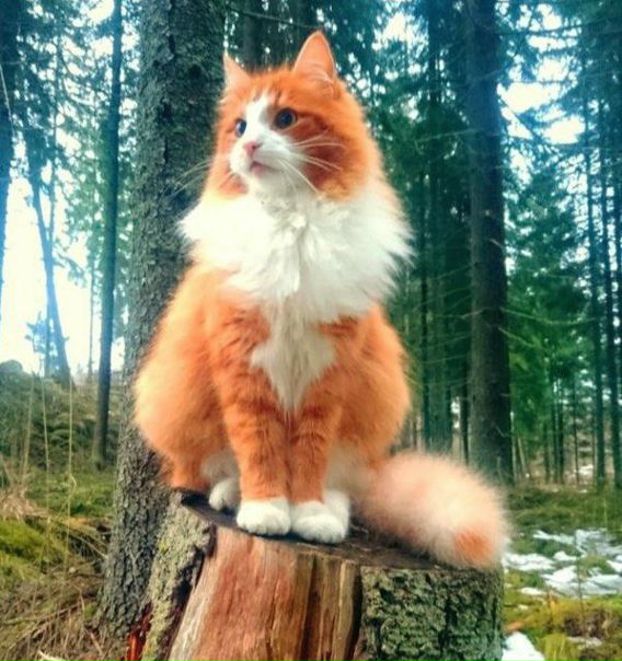 Норвежский лесной кот — хранитель северных лесов