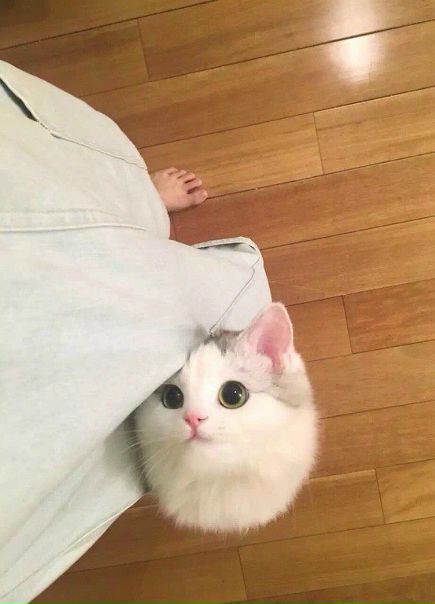 Глаза, которым нельзя отказать