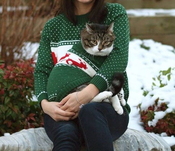 Когда вы с котиком — одна команда