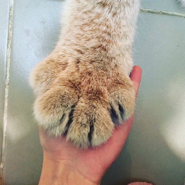 Лапка котёнка рыси, которому всего 5 месяцев