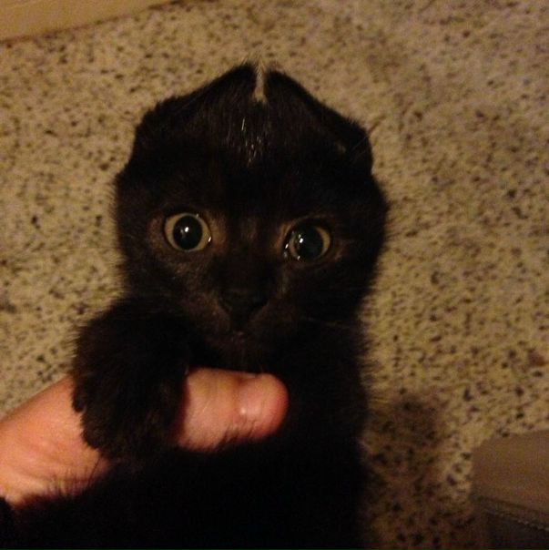 Беззубик :3