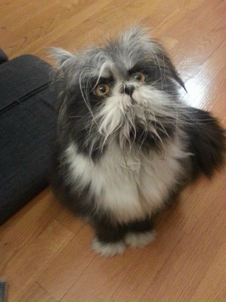 — у тебя есть кот или собака 