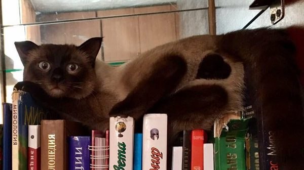 Валентинка от кота Юры