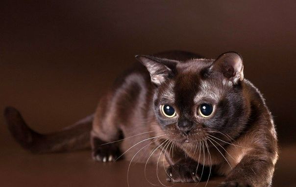 Бурманская кошка