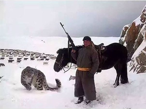Все наши понты меркнут перед пастухом из Монголии, у которого есть ручной снежный барс.