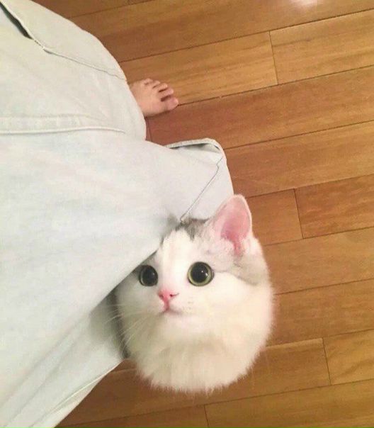 Глаза, которым нельзя отказать
