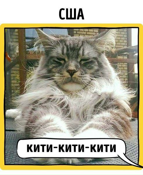 Как в разных странах подзывают кошек.
