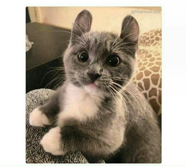 - У тебя котенок или кролик 