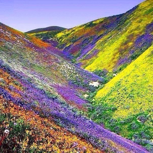 Цветочные поля в горах!!!